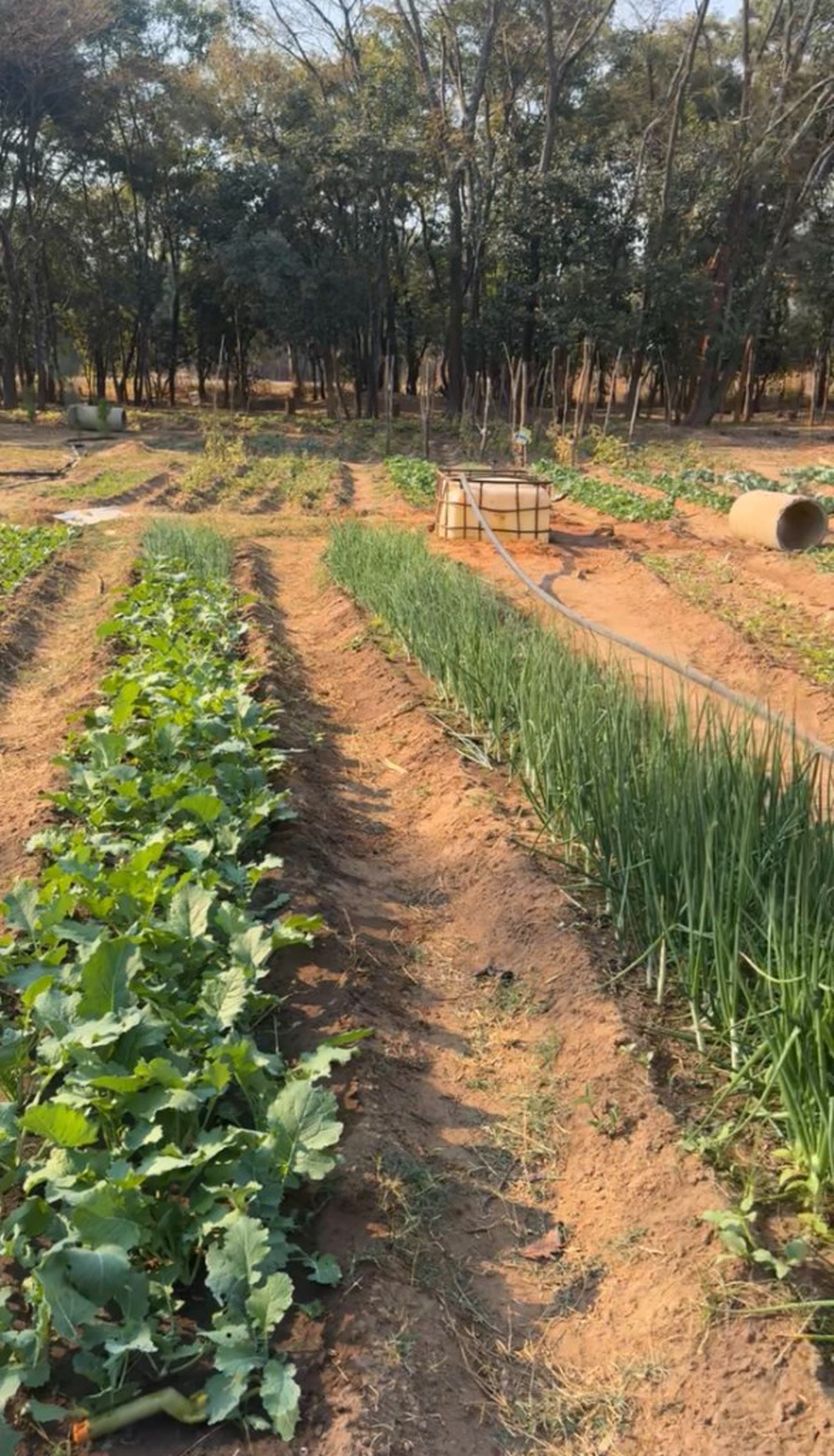 Vegetables growing in rows in the garden