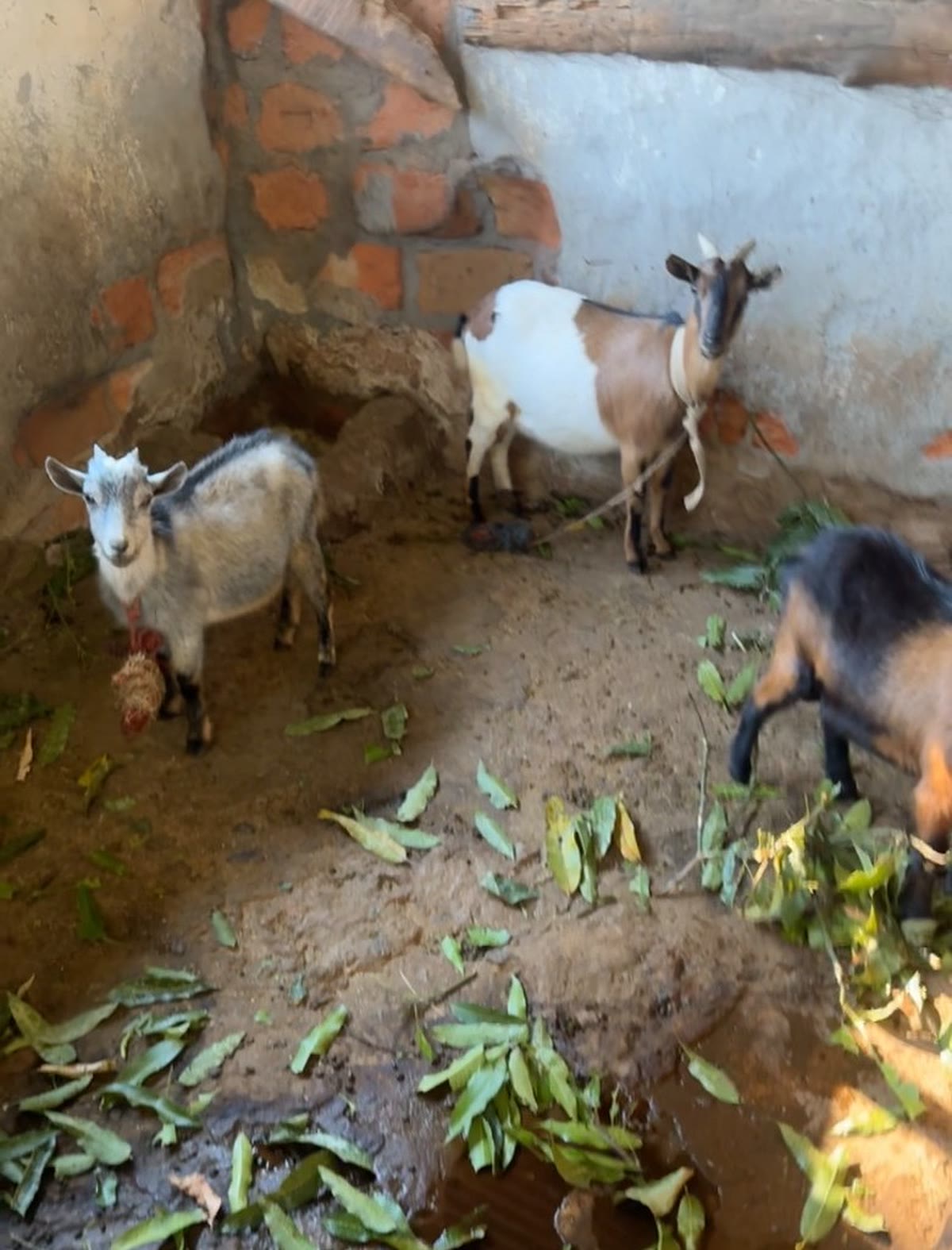 Goats on the farm